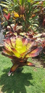 Bromeliad Neoregelia 'Skotak's Tiger' Bronze Green Coppery Red Cross-Banding - Picture 1 of 5