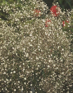 1 Schleierkraut in weiß Gypsophila "1 Wurzelstück" Winterhart Staude - Bild 1 von 1