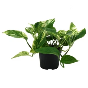 Epipremnum Marble Queen - maceta de hiedra Ø 12 / altura aprox. 20 cm cuidado de la planta de arcilla - Imagen 1 de 1