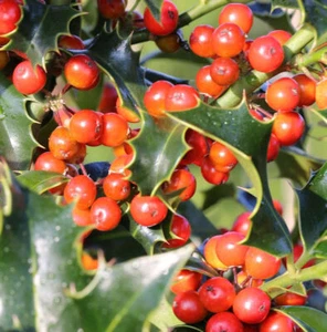 Dornige Stechpalme Ilex 100-125cm - ilex aquifolium - Bild 1 von 1