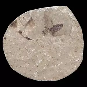0.5 Insetto mosca fossile marzo dettagliata fiume verde FM contea di Uintah UT età eocene - Foto 1 di 6