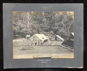 1890er Schokolade Kakao trocknende Kakaobohnen Philadelphia Museen Trinidad CabP - Bild 1 von 2
