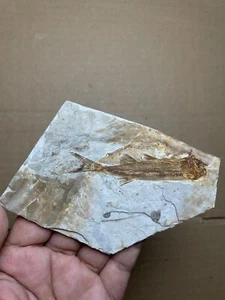 60g Jurassic Period lycoptera fish rock specimen Western Liaoning china - Picture 1 of 13