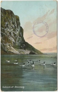 GUILEMOTS OFF AILSA CRAIG, POSTMARK - Ayrshire, Postal History Postcard - Foto 1 di 2