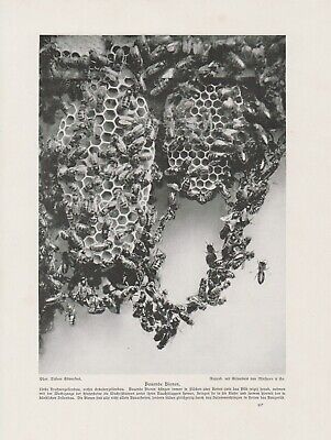 Bienen Wabebbau Bienenwaben Bienenwabe DRUCK Von 1912 Imker Imkerei • 10.07€
