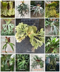 13 Sporen Typ Platycerium Hirschhornfarn Art Hybride selten aus Artandpflanzen - Bild 1 von 12