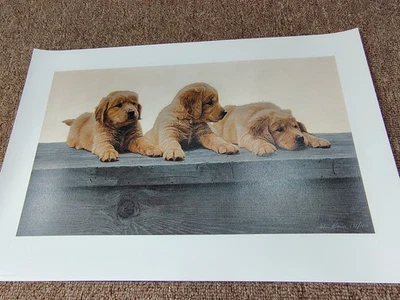 John Weiss Golden Retriever Puppies 罕见 精制 石版印刷 圣诞促销!! 狗  — 第 1/4 张图片