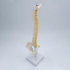 Fexible Spine Model Vertebral Column Anatomical Skeleton Model 45cm Life Size