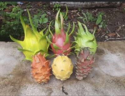 10 DRAGON FRUIT  CUTTING 10-14 Inches Check Description - Image 1 of 4