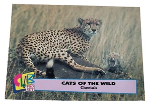 1993 Club Pro Set Cats Of The Wild #3 Cheetah Trading Card (G9 - Picture 1 of 2