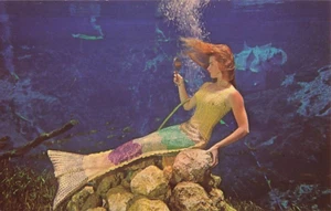 Postcard Weeki Wachee, FL Live Mermaids, Women in Fish Tails Vintage Aquarium - Picture 1 of 3