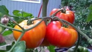 Big Rainbow Tomato Seeds, NON-GMO, Heirloom, Slicing Beefsteak, FREE SHIPPING - Picture 1 of 3