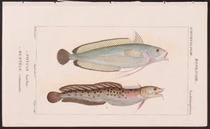 Turpin 1816 antiker handkolorierter Druck: 2 Schaukelarten, Meereslebewesen, Fische - Bild 1 von 2