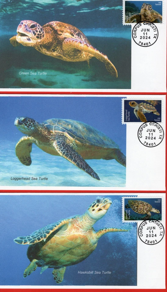 TURTLES, 2024 Set of 6 Different First Day Covers - Image 1 of 4