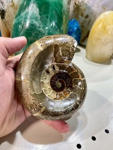 Ammonite Fossil Conch Specimen 5” Crystal Healing Yoga Meditation Reiki ZENDA - Picture 1 of 8