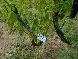 PASILLA BAJIO O CHILACA,10 SEMILLAS,Organico C. annuum (11) - Picture 1 of 1