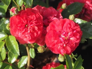 Bodendeckerrose Kleinstrauchrose Rosa 'Scarlet Meidiland'® wurzelecht 1 Liter Co - Bild 1 von 2