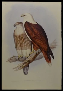 John Gould Red-backed Sea-eagle Bird Limited Edition Print 21" x 14.5" - Picture 1 of 2