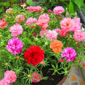 100x Double/Single Sunflower Seeds Four Seasons Sowing Potted Plant Flower Seeds - Picture 1 of 12