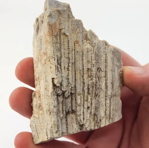 Achat Hexicorallia Koralle Fossil (Tabulata?) - Unbekannter Ort  - Bild 1 von 8