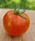 Cascade Lava Tomato Seeds.  Rare Heirloom  - Brad Gates 