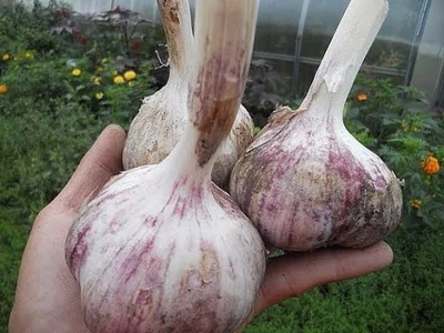 10x Große Zehen Lila Steckknoblauch, jetzt Einpflanzen, Winter Pflanzknoblauch - Bild 1 von 4