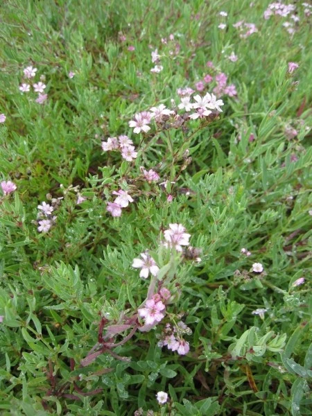 Kriechendes Garten-Schleierkraut - Gypsophyla repens Rosea - Bild 1 von 1