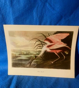 Espátula rosada Audubon estampado a color 9x12 localización B - Imagen 1 de 5