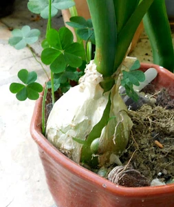 ORNITHOGALUM CAUDATUM PREGNANT ONION BULB  - Picture 1 of 9