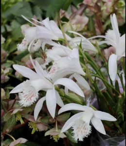 Pleione Grandiflora White Hybrid Windowsill Orchid Perennial Plant 1 x 8cm Pot - Picture 1 of 1