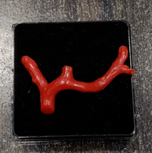 Natural Red Coral Gemstone Branch-Mediterranean Undyed Red Coral Rough Reef - Picture 1 of 8