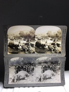 Antiguo lote de tarjetas Keystone Stereoview ~ Hippo Hunt ~ África 17012 V20775 7G desnudo - Imagen 1 de 14