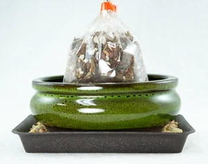 6" Oval Moss Green Glazed Bonsai / Succulent Pot + Soil + Tray + Rock + Mesh Kit - Picture 1 of 9