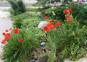 Poppy Orange Oriental Perennial seeds (2024) - Picture 1 of 5