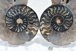 RARE 1n100 BLACK Ammonite Pair Deep Crystals 228mm XXXLRG 9.0" 110myo 3212uy - Picture 1 of 12