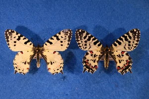 Ein ♂♀ von Zerynthia cerisy alexandropoli, ex ovo!! - Bild 1 von 1