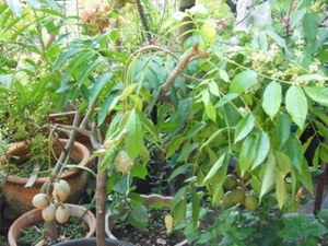 Ambarella Fruit Plant x 2 Express Service - Picture 1 of 5