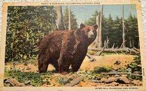 Large Brown Bear Yellowstone National Park Wyoming Haynes Linen Postcard 1935 - Picture 1 of 2