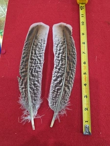 Par de plumas híbridas de ala de pavo de hierba dulce Z74 - Imagen 1 de 1