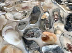 106 Natural Oyster Clam Shell pearlescent frag beach seashell jewelry craft USA - Picture 1 of 12