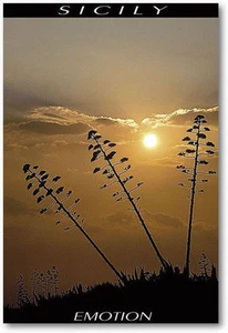 CARTOLINA DA COLLEZIONE SICILIA - EMOTION - FIORI DI AGAVE AL TRAMONTO - Picture 1 of 1
