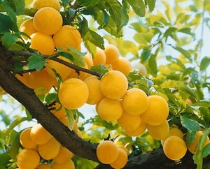 Prunus domestica 'Golden Japan', gelbe Pflaume, 150–200 cm - Bild 1 von 1