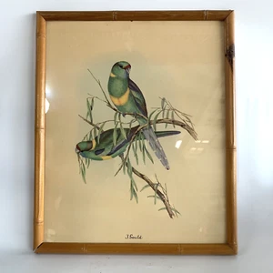 J. Gould Bird Print Tropical Parrot Bamboo Look Wood Framed Vintage 10"x12" A - Picture 1 of 7