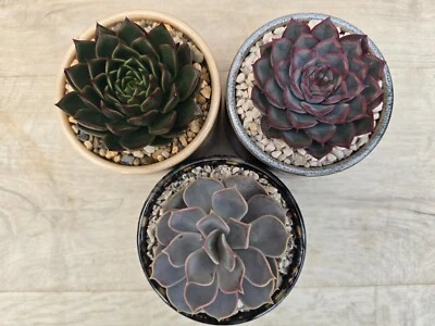 PUGH'S CACTI Cactus Top Dressing (Decorative Gravel) - Option of 3 Styles - 800g
