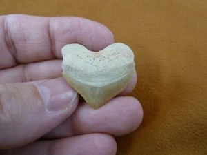 (S1720-25) 1" HEART Fossil SQUALICORAX Crow Raven Shark Tooth necklace pendant - Picture 1 of 1
