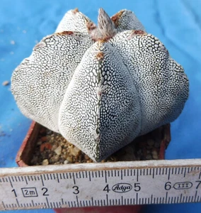 Astrophytum myriostigma f. onzuka - wurzelecht (own roots) - Bild 1 von 3