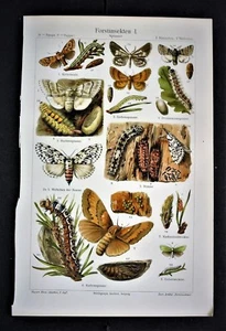 1902 Original CromoLitografia.Insetti Forestali # l-ll-Forstinsekten Meyers.Etna - Imagen 1 de 2