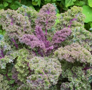 Semillas de col rizada rusa roja | Semilla de col rizada vegetal colorete siberiano púrpura 2025 - Imagen 1 de 8