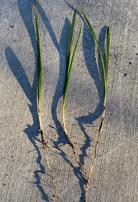 4 plántulas de palmera Phoenix Sylvestris Silver Date Foto 1 de 3