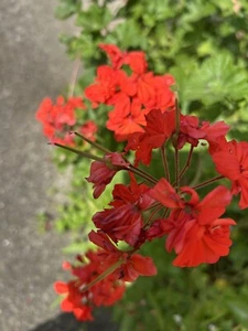 2 x Coral Geranium Pelargonium cuttings - Picture 1 of 4
